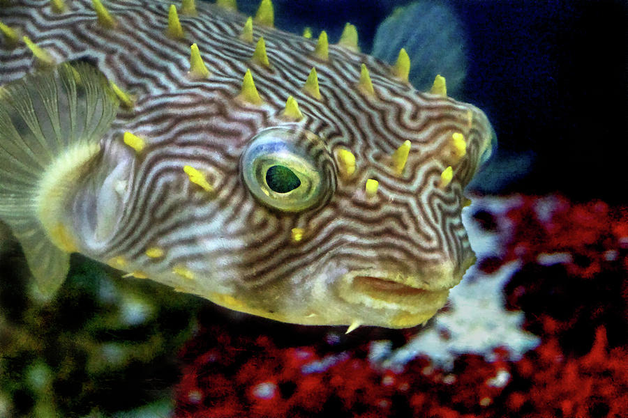 Pufferfish Photograph by Richard Goldman