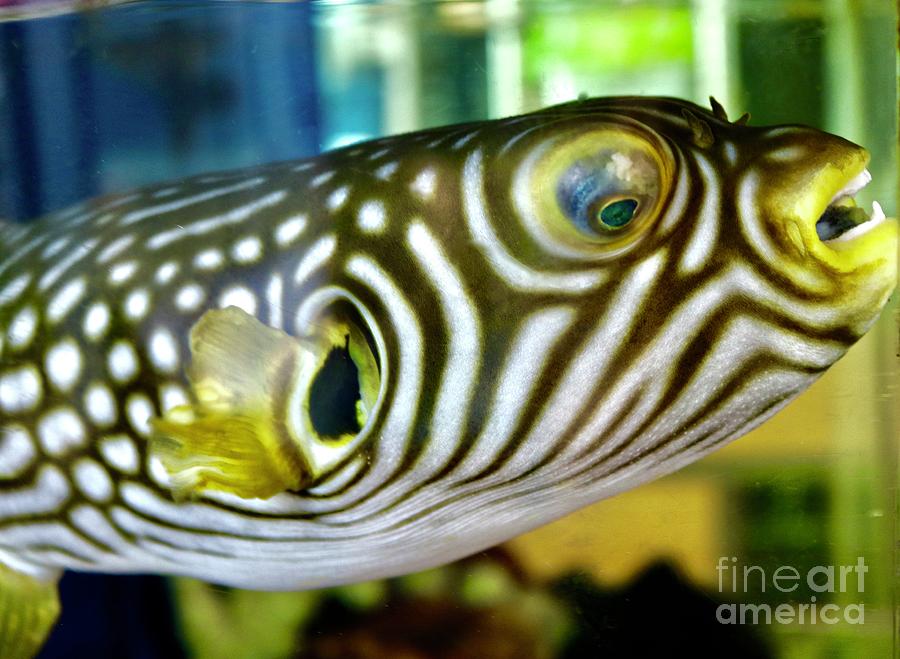 Pufferfish Smile Photograph by Craig Wood
