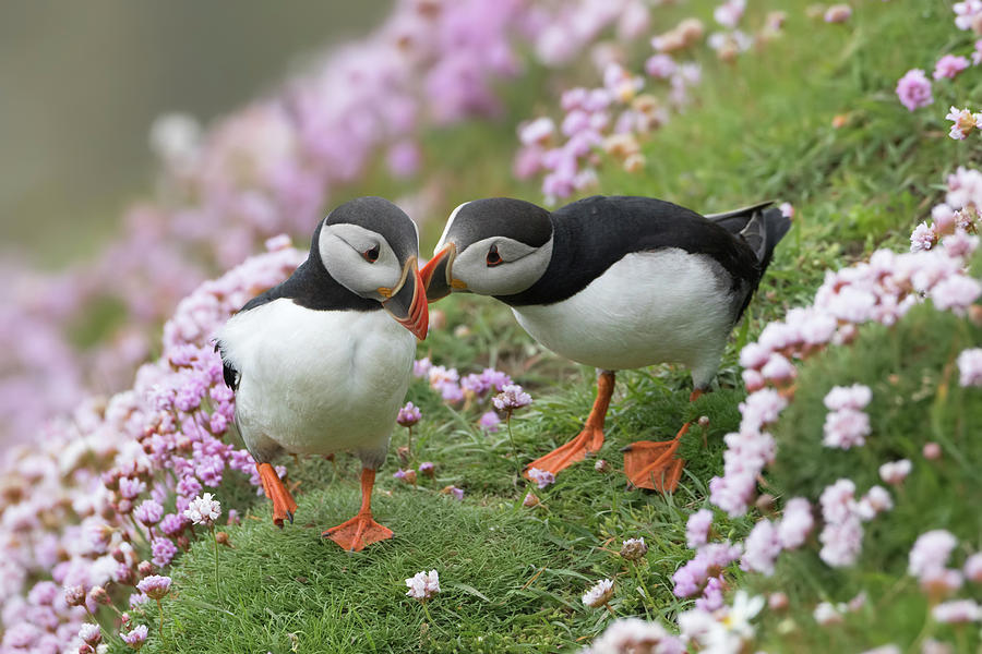 Puffin Affection Photograph by Pete Walkden