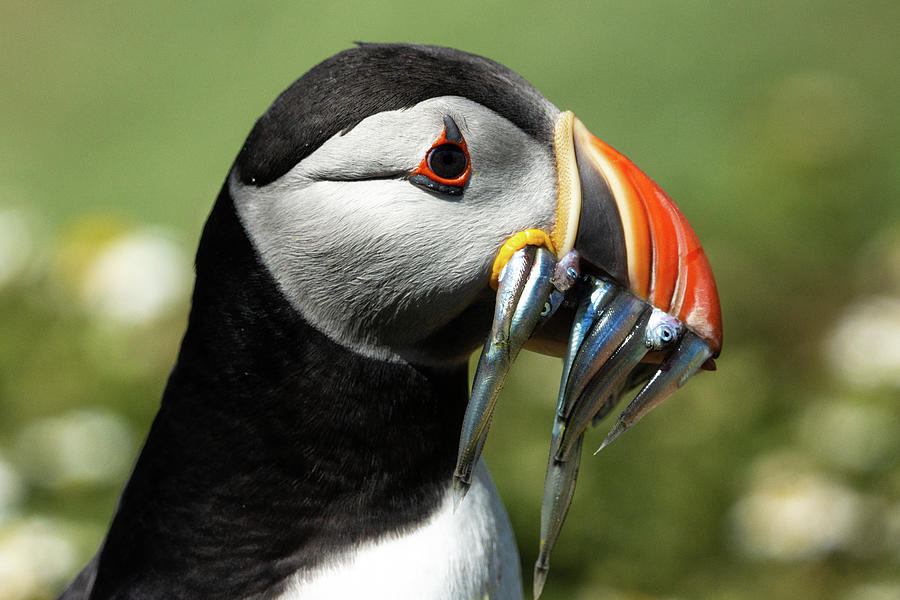 Puffin and Eel Portrait Photograph by Framing Places