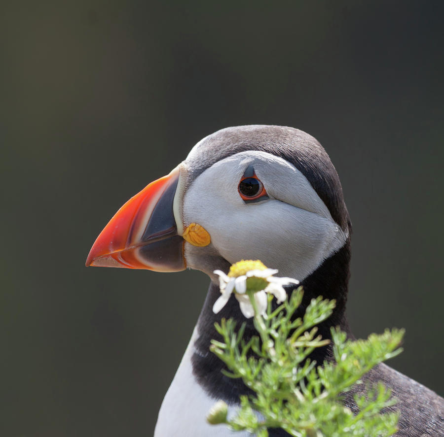 Puffin And Flower Photograph by Pete Walkden