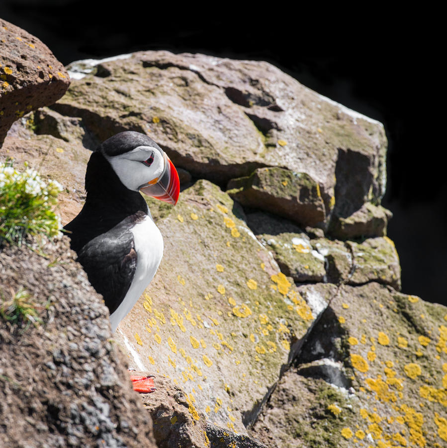 Puffin Photograph - Puffin and rocks by Matthias Hauser
