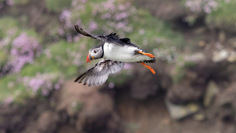 Puffin Banking Photograph by Pete Walkden