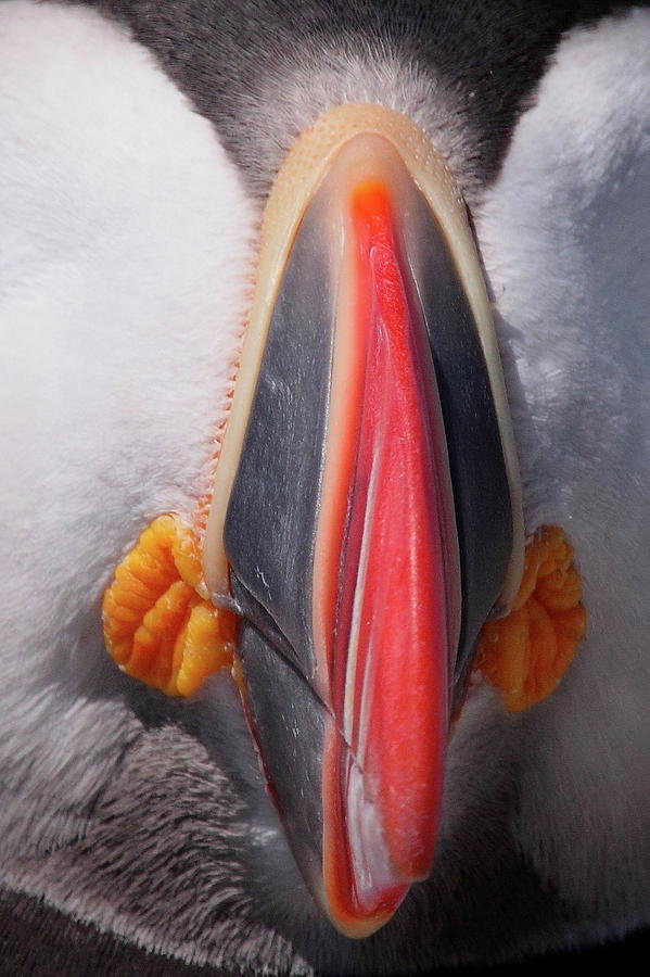 Puffin Bits Photograph by Bruce J Robinson