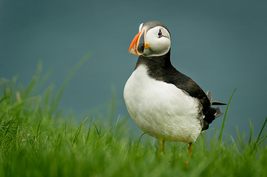Puffin Photograph by Bo Nielsen