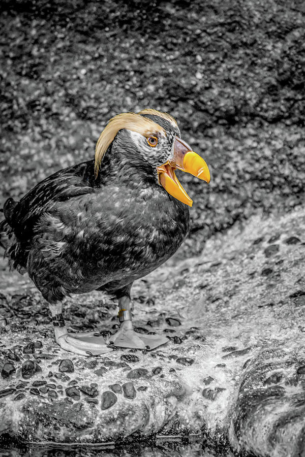 Puffin BW with Splash of Color Photograph by Rob Green