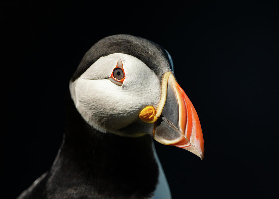 Puffin Close-up Portrait Photograph by Framing Places