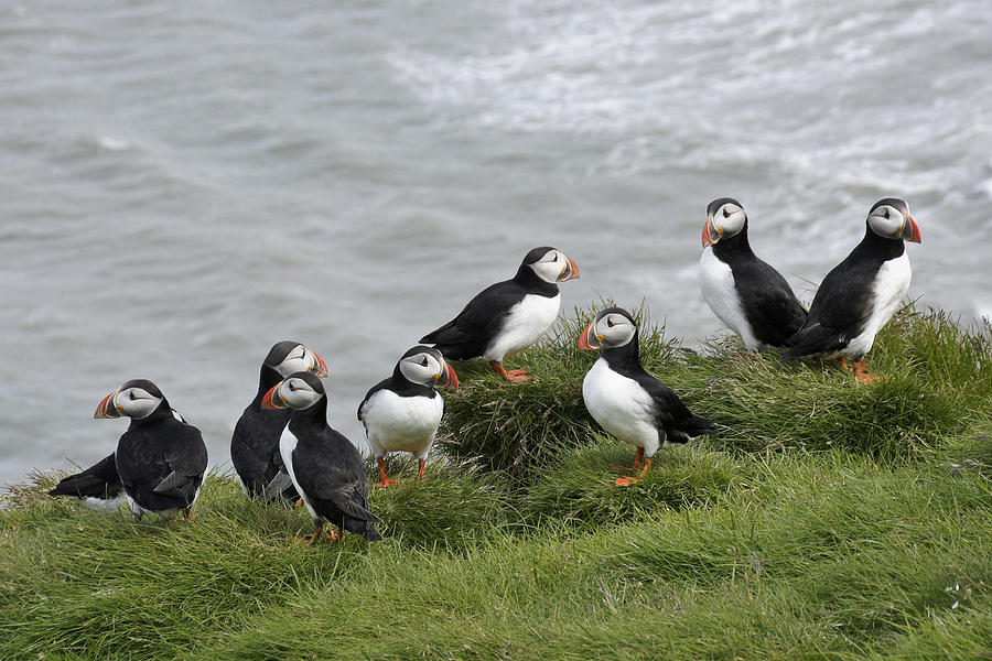 Puffin Conference Photograph by Michele Burgess