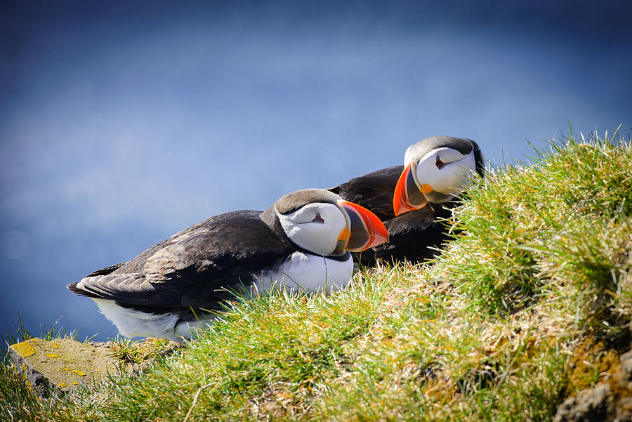 Puffin couple in love in Iceland Photograph by Matthias Hauser