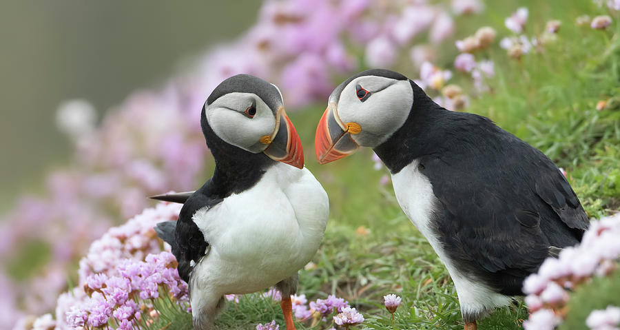Puffin Couple Photograph by Pete Walkden