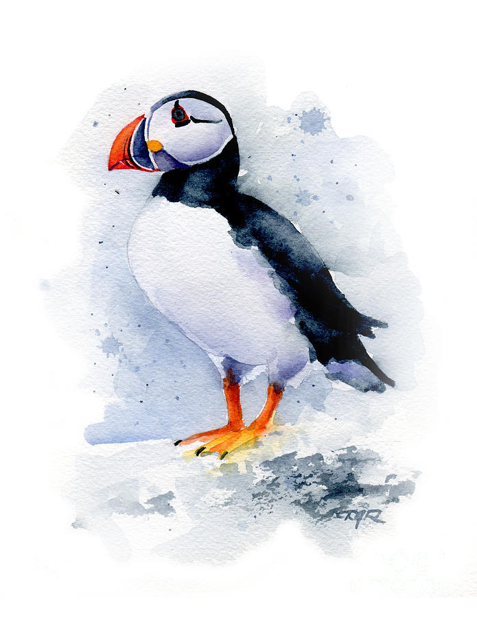 Puffin Painting - Puffin by David Rogers