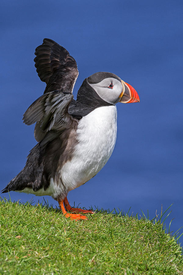 Puffin flapping Wings Photograph by Arterra Picture Library