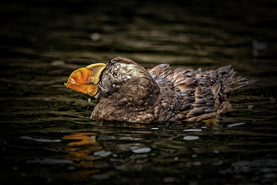 Puffin Float Photograph by Bill Posner