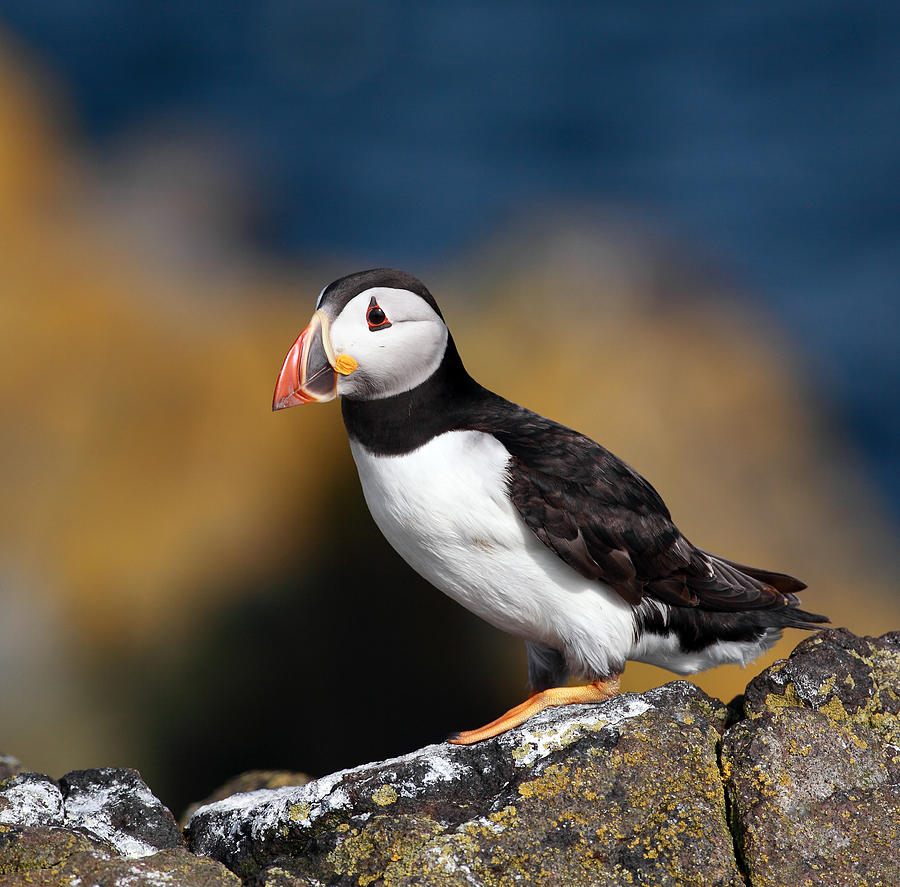 Puffin Photograph by Grant Glendinning