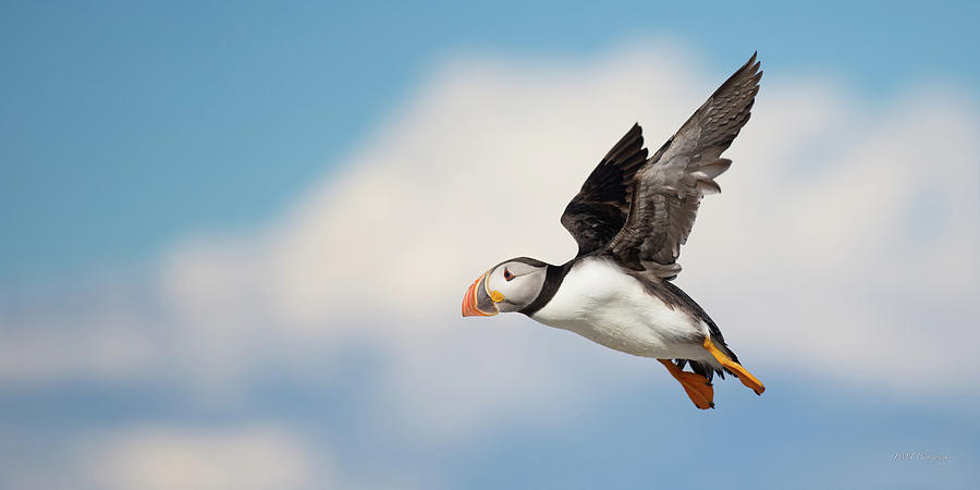 flight of the puffin