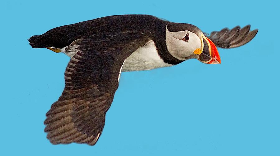 Puffin in flight T-shirt by Tony Mills Puffin in flight T-shirt by Tony Mills