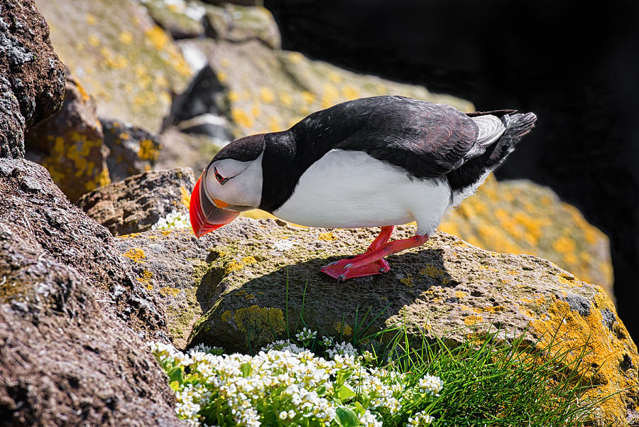 Puffin Photograph - Puffin in Iceland checking the cave by Matthias Hauser