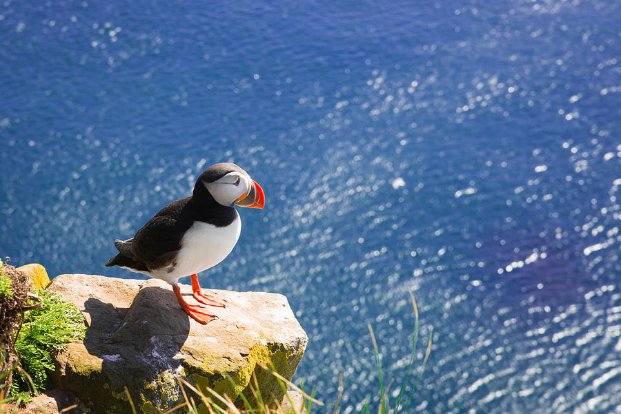 Puffin in Iceland - king of the hill Photograph by Matthias Hauser
