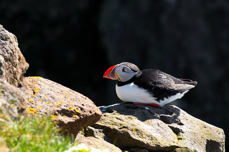 Puffin Photograph - Puffin in Iceland by Matthias Hauser