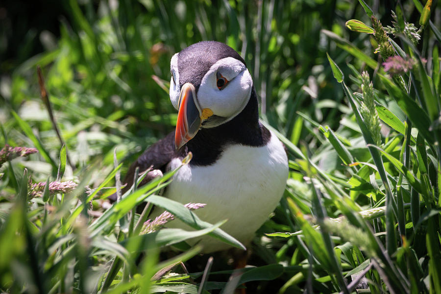 Puffin in Tall Grass Photograph by Framing Places