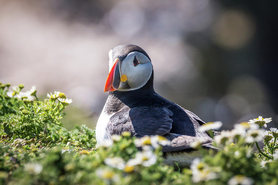 Puffin in the Daisies Photograph by Framing Places