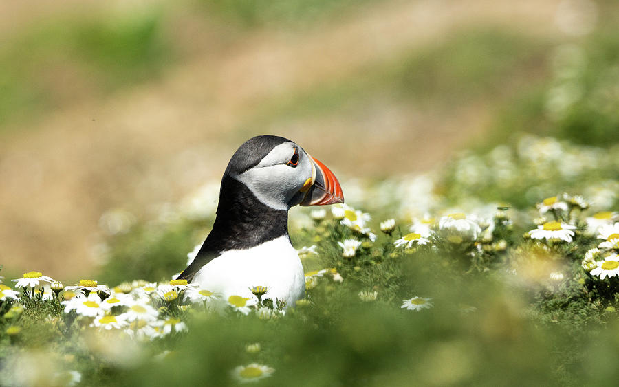 Puffin in the Meadows Photograph by Framing Places