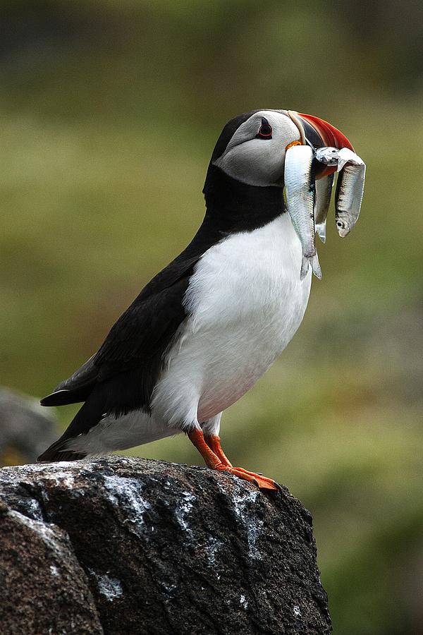 Puffin Photograph - Puffin by John Fotheringham