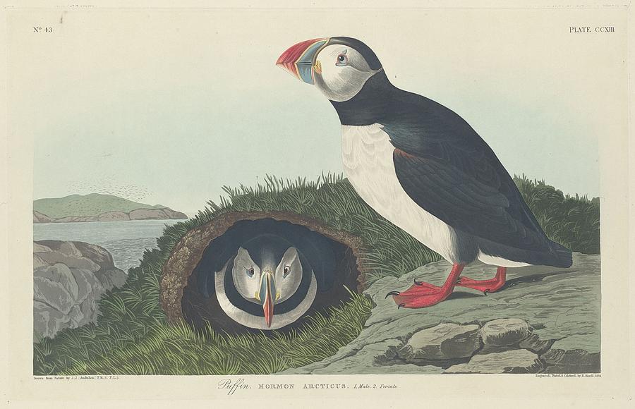 John James Audubon Drawing - Puffin by Dreyer Wildlife Print Collections 