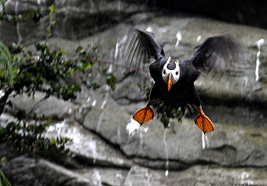 Jumpin Puffin Photograph by Jean Noren