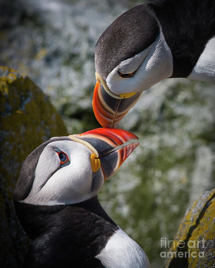 Puffin love close up Photograph by Rudy Viereckl