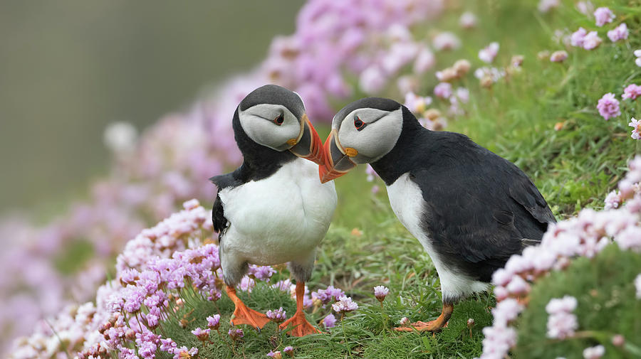 Puffin Love Photograph by Pete Walkden