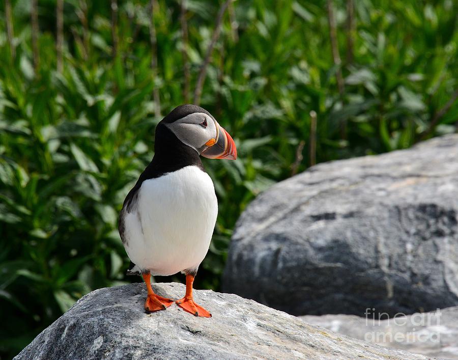 Puffin on a Rock Photograph by Steve Brown