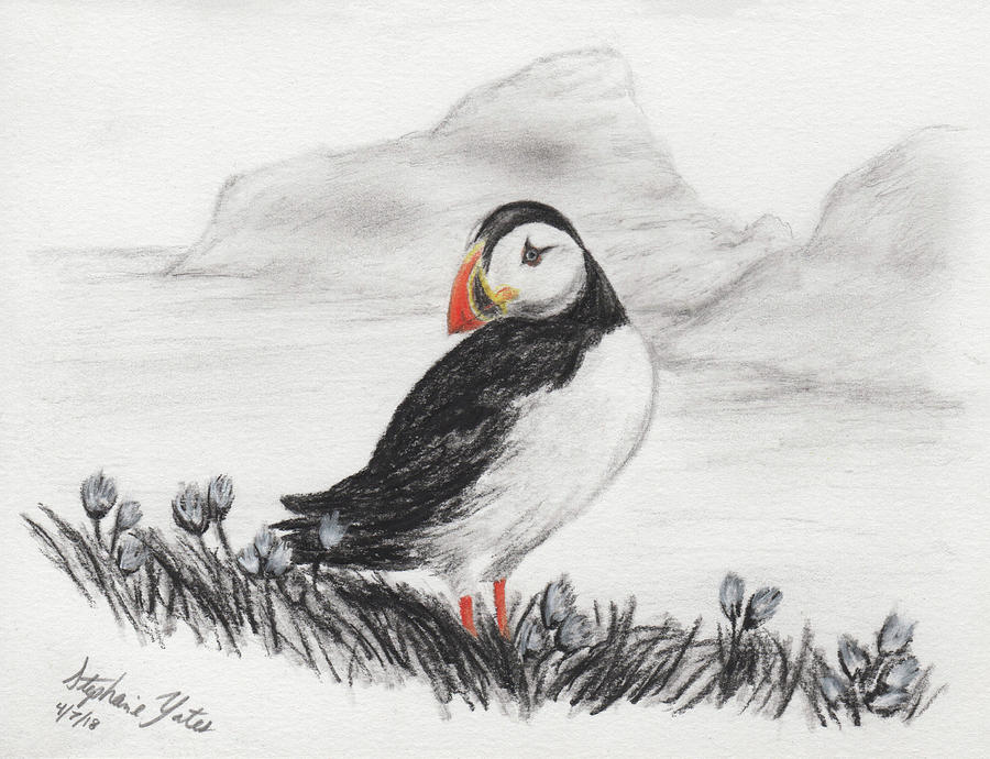 Featured image of post How To Draw A Baby Puffin In this tutorial i will show you how to do it step by step