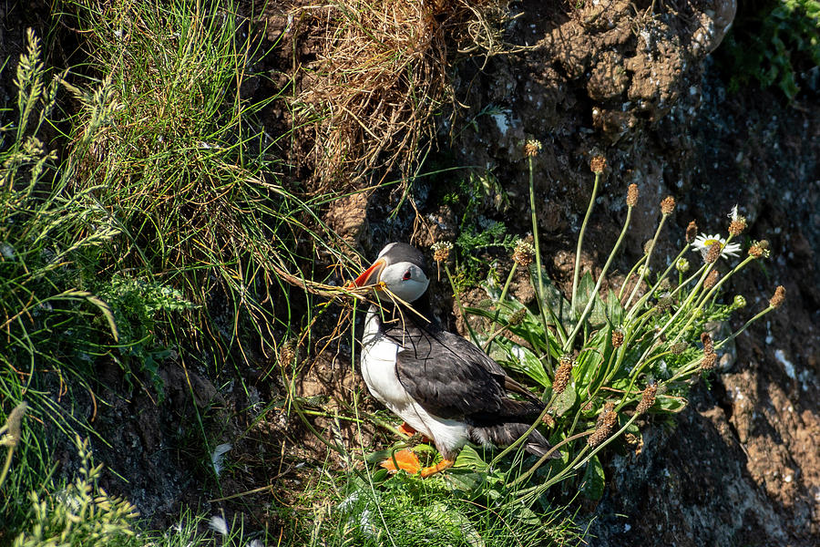 Puffin on cliff edge by Cliff Norton Puffin on cliff edge by Cliff Norton