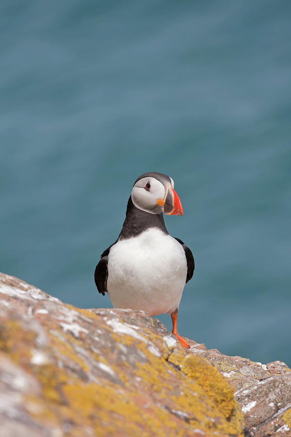 Puffin On Rocks Photograph by Pete Walkden