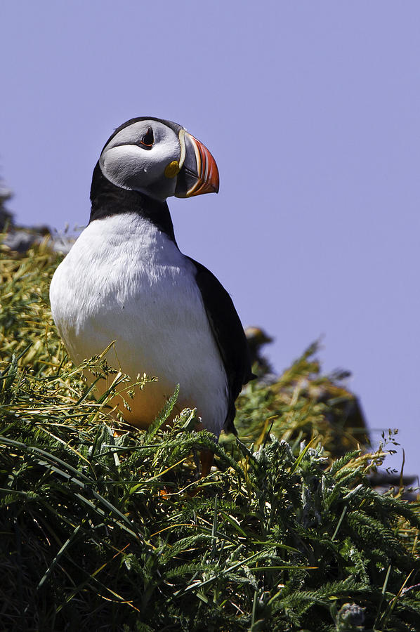 Puffin Photograph - Puffin on the rock by Marie Elise Mathieu