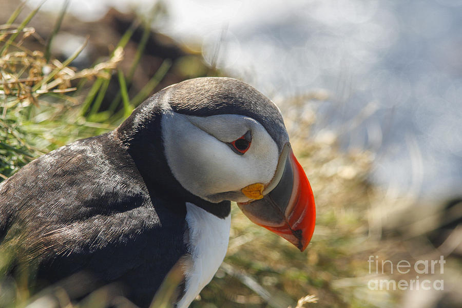 Sea Puffin  Photograph by Patricia Hofmeester