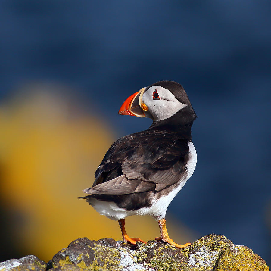 Puffin Photograph - Puffin perched on rock by Grant Glendinning