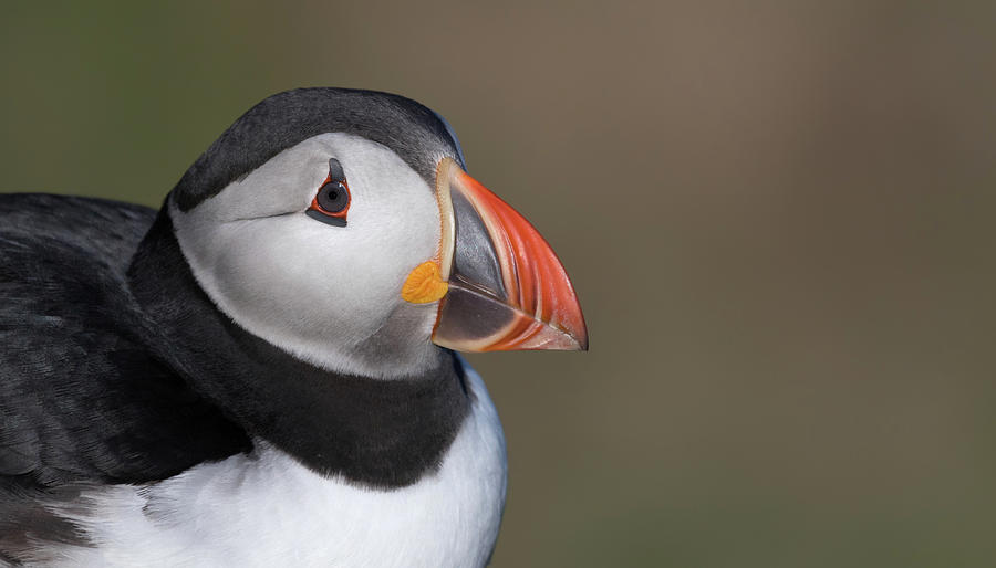 Puffin Photograph by Pete Walkden