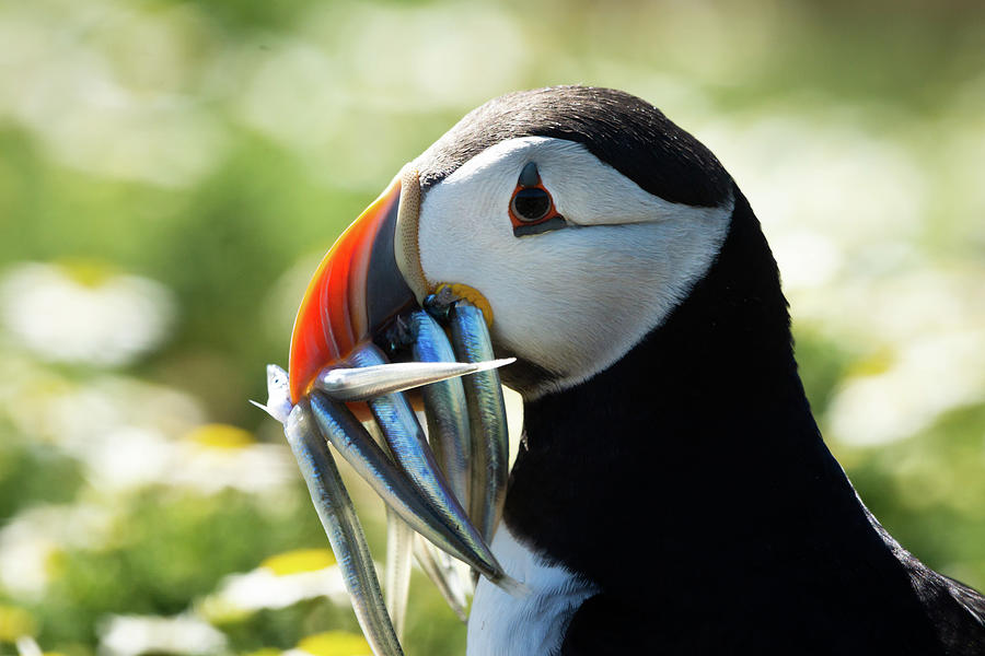 Puffin Portrait Photograph by Framing Places