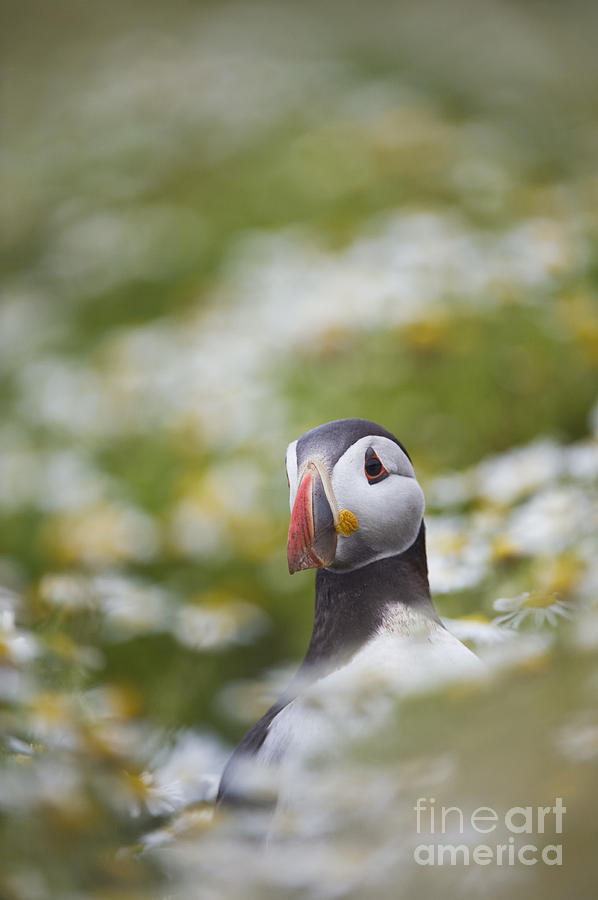 Puffin Portrait Photograph by Tim Gainey