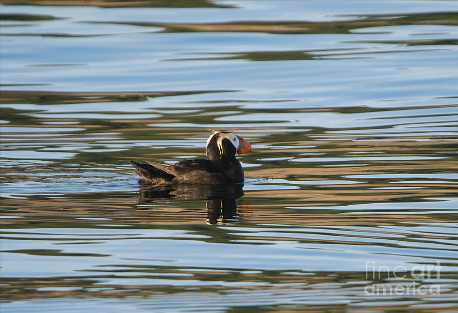 Puffin Reflected Photograph