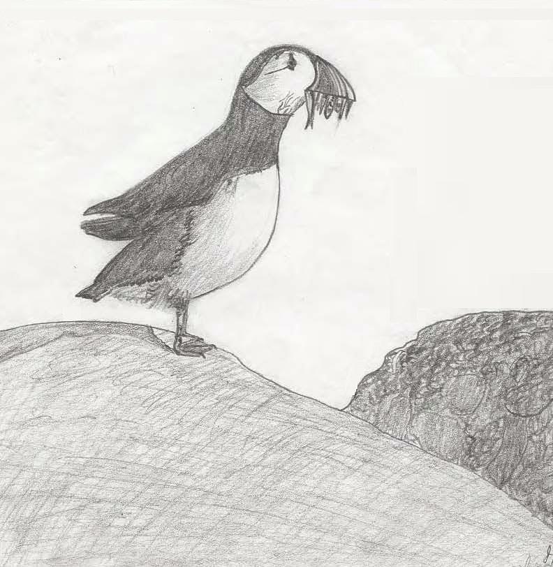 Puffin Rock Drawing by Joseph Hoffman - Fine Art America