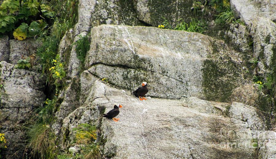 Tufted Puffin Rock Photograph by Louise Magno