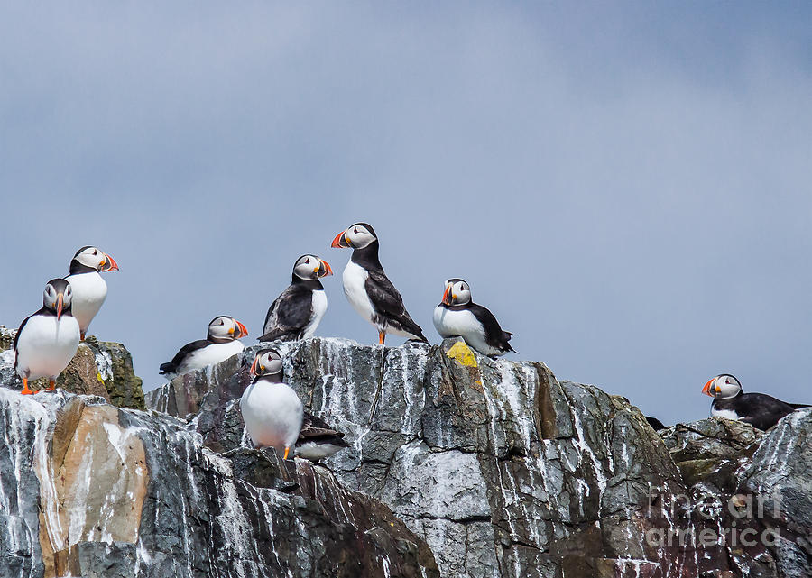 Puffin Rock Photograph by Nick Eagles