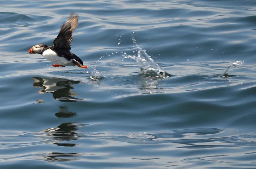 Puffin Runner Photograph by Jewels Hamrick