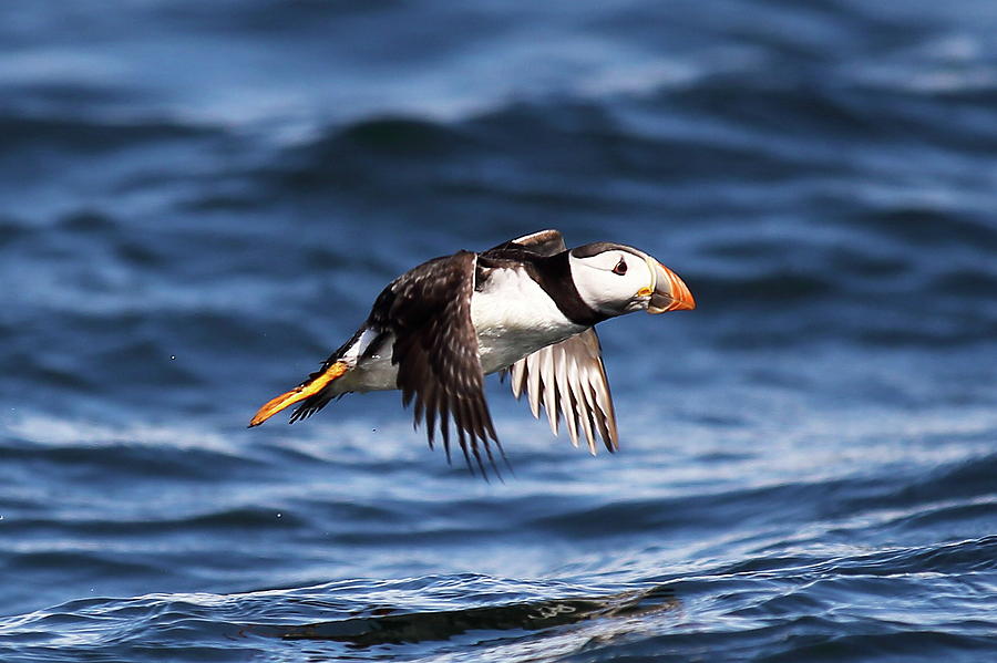 Puffin - sea skimmer Digital Art by Pat Speirs