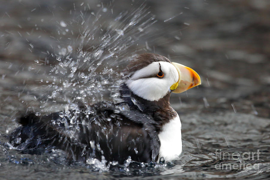 Puffin Photograph by Steve Javorsky