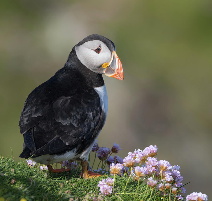 Puffin Stood Among Sea Thrift Photograph by Pete Walkden