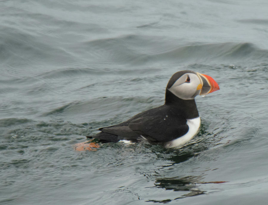 Puffin Swim Photograph by Judd Nathan | Pixels